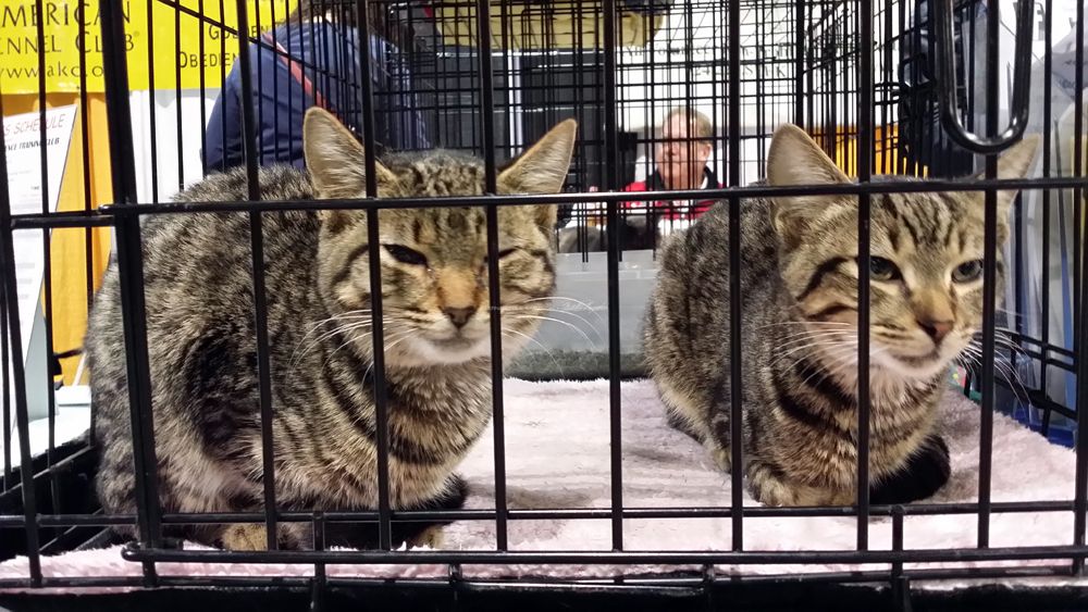 two tabby kittens in cage