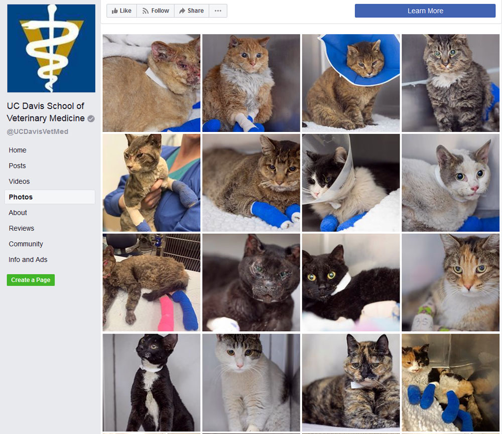 Gallery of cats at UC Davis Veterinary School.