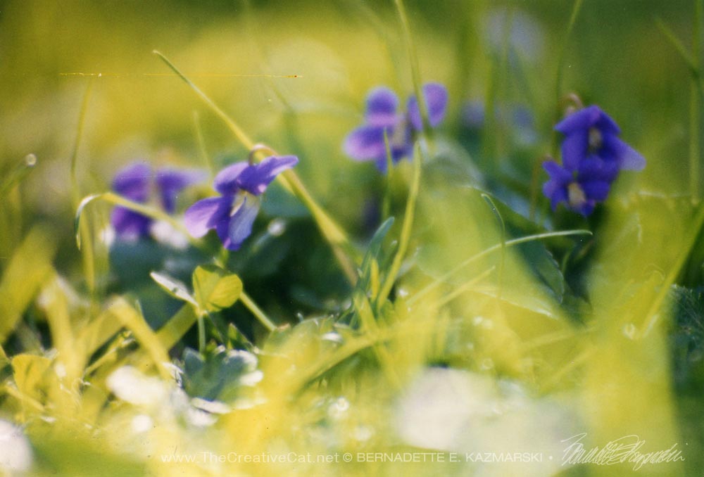 Violets in spring grass.