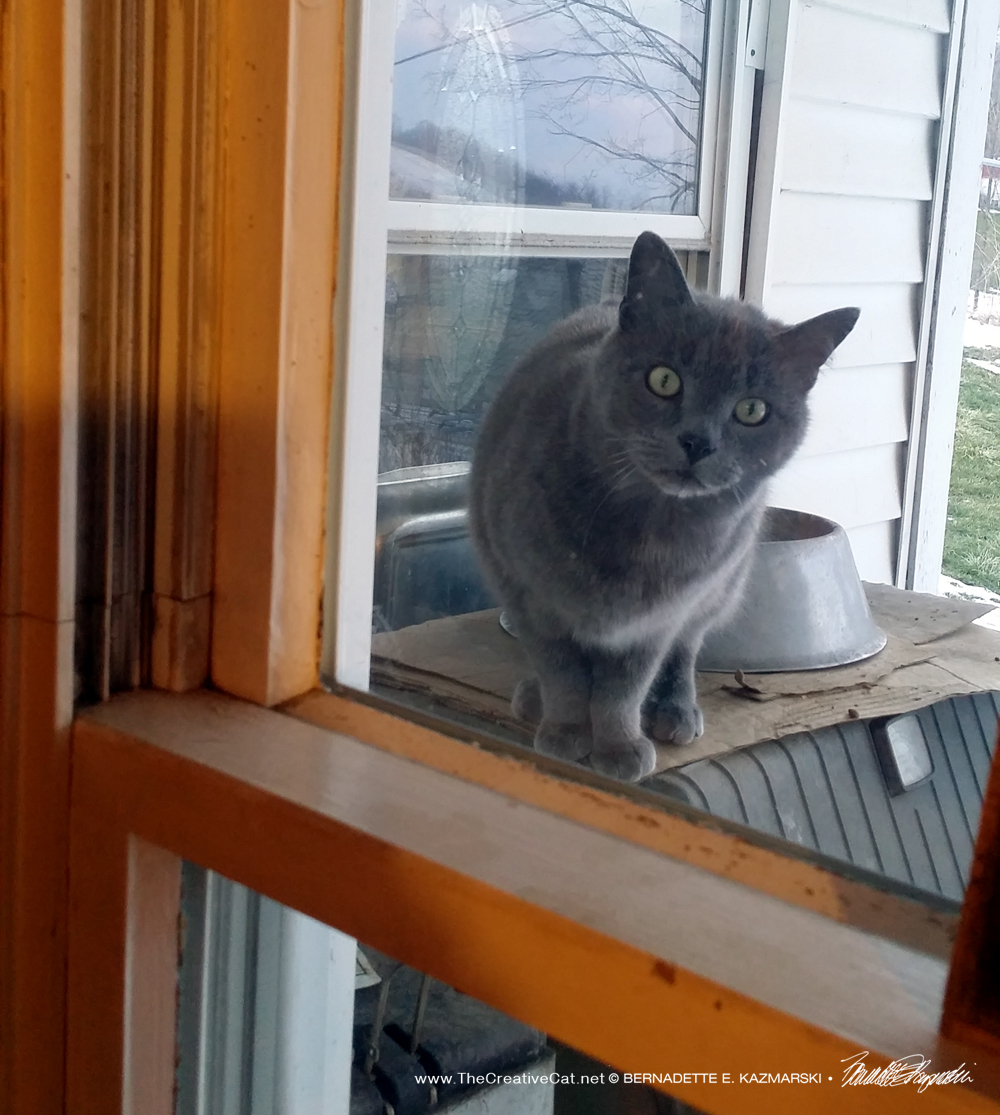 One of the outdoor gray kitties.