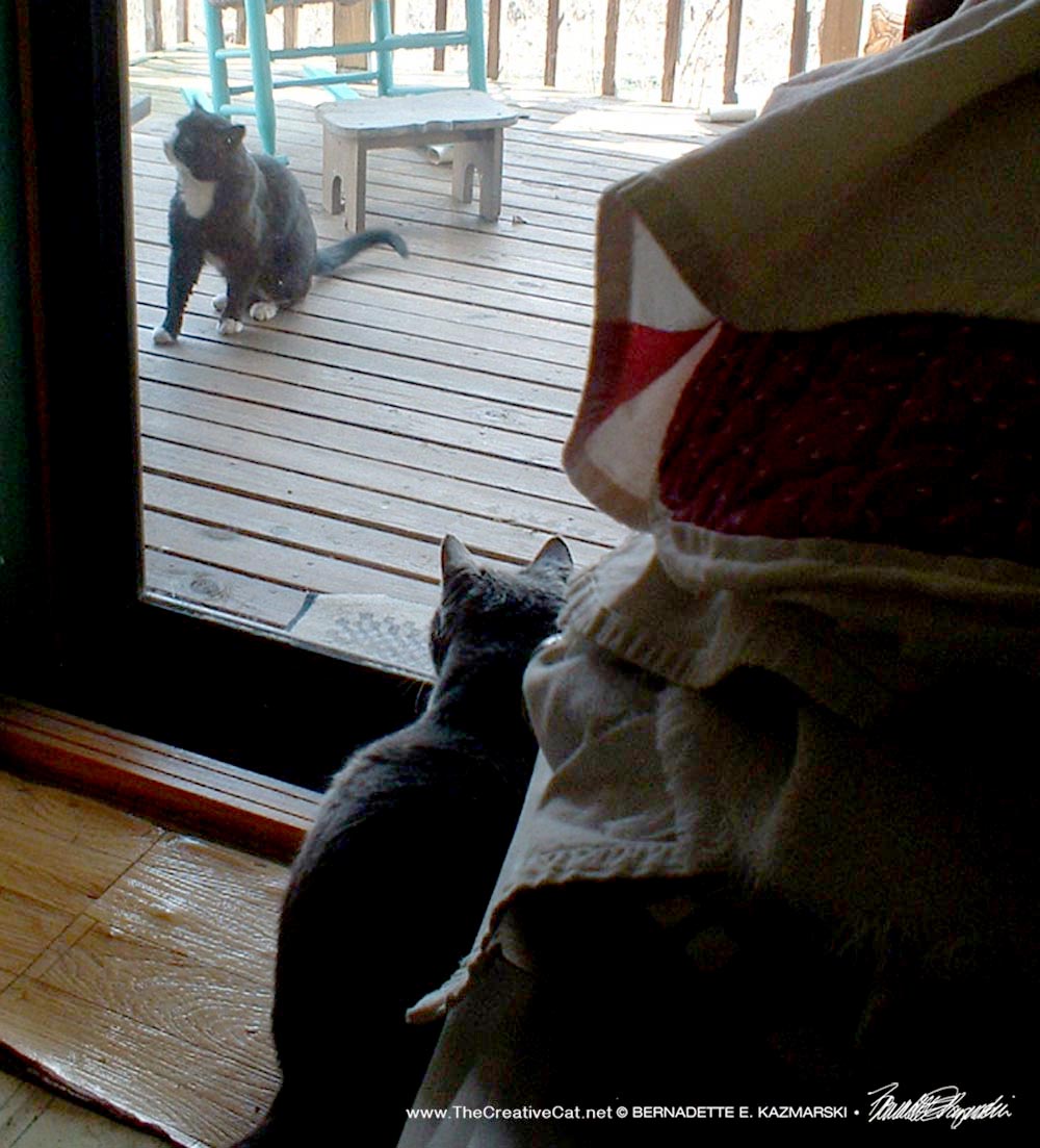 cat inside watching cat outside