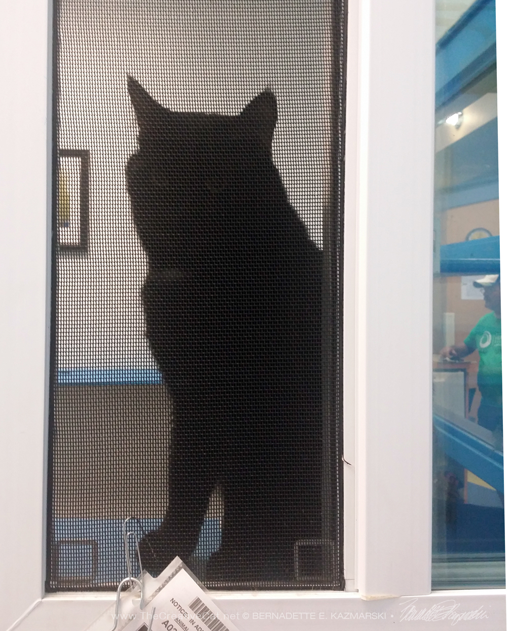 black cat at windowd