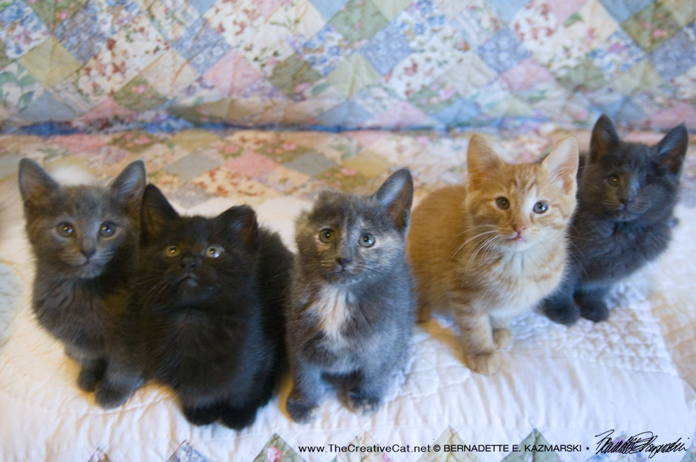 ...and the Weed Wacker kittens!