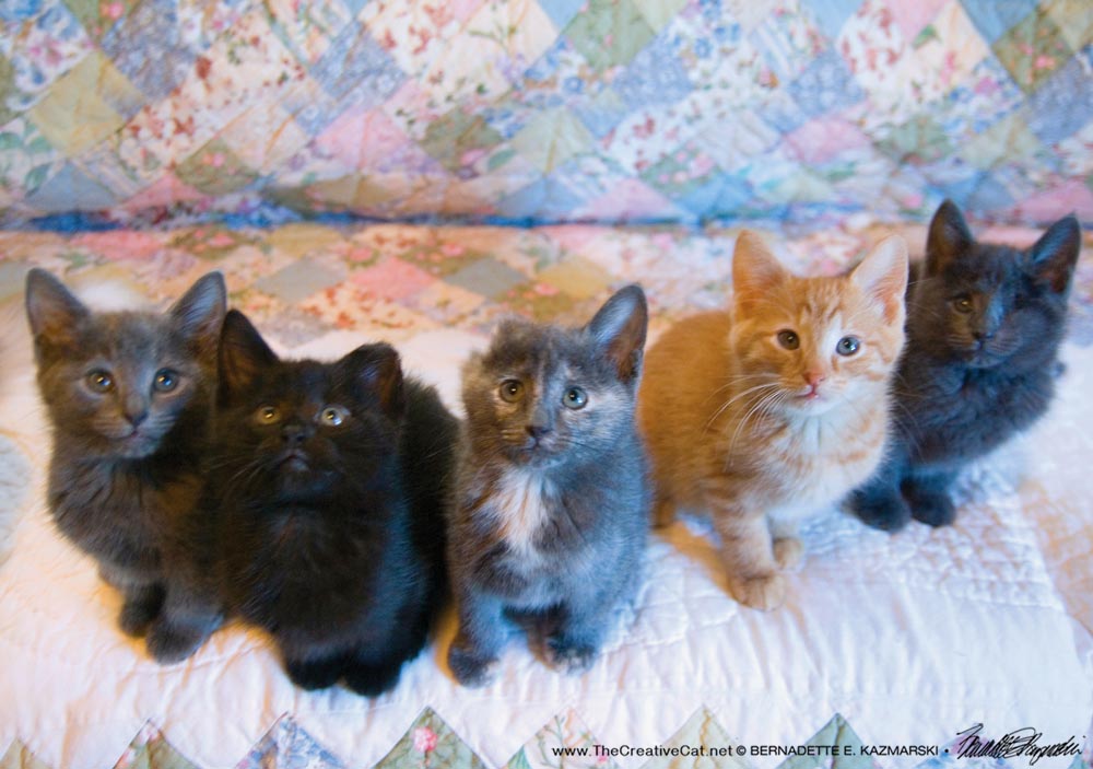 ...and the Weed Wacker kittens!