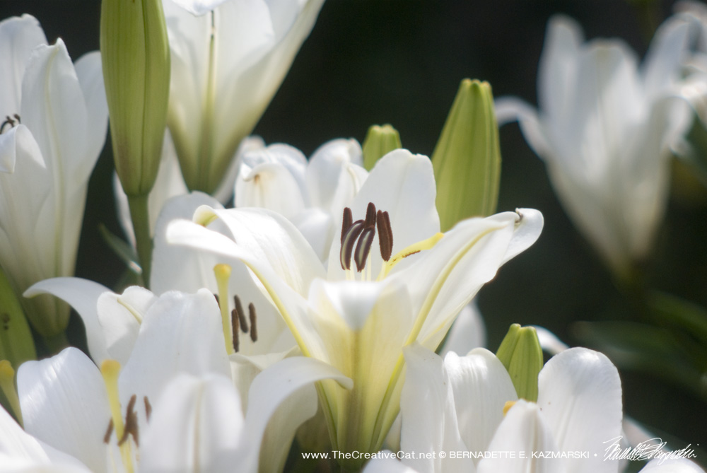 White Asiatic lilies from Easter Sunday, which my neighbor planted in his garden outdoors.