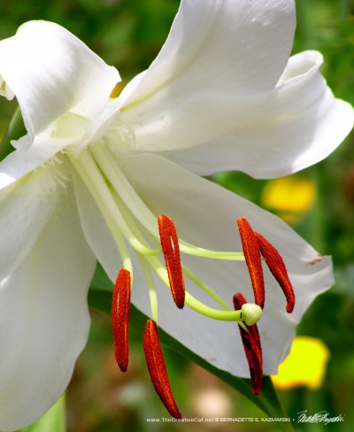 A typical Easter lily flower with its prominent stamens, also from a neighbor's garden.
