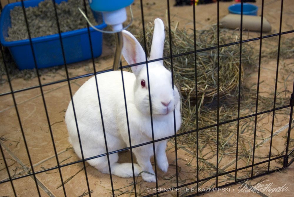 white rabbit in cage