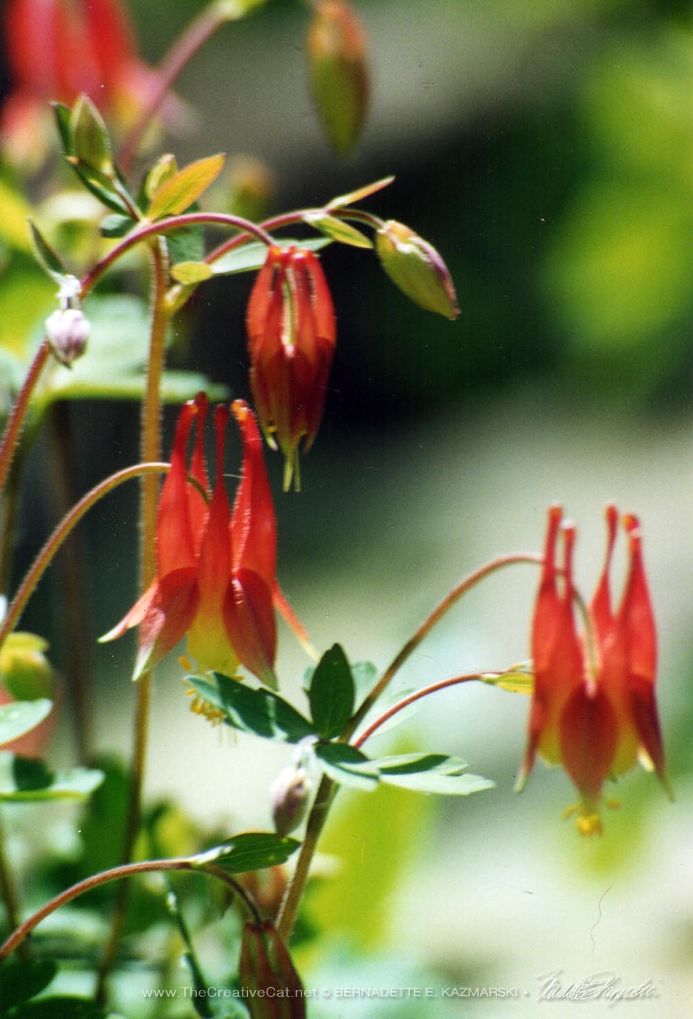 Native wild columbines, trying to capture their buoyant blooming habit.
