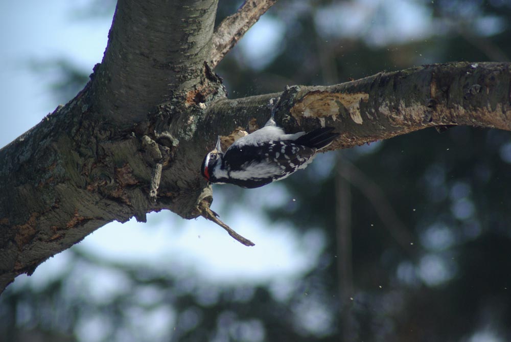 A little downy woodpecker.