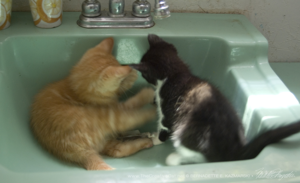 Crayola and Zorro explore the overflow drain in the sink.