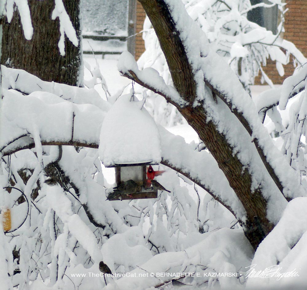 backyard birds on snowy day