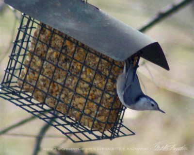 A nuthatch at the suet feeder.