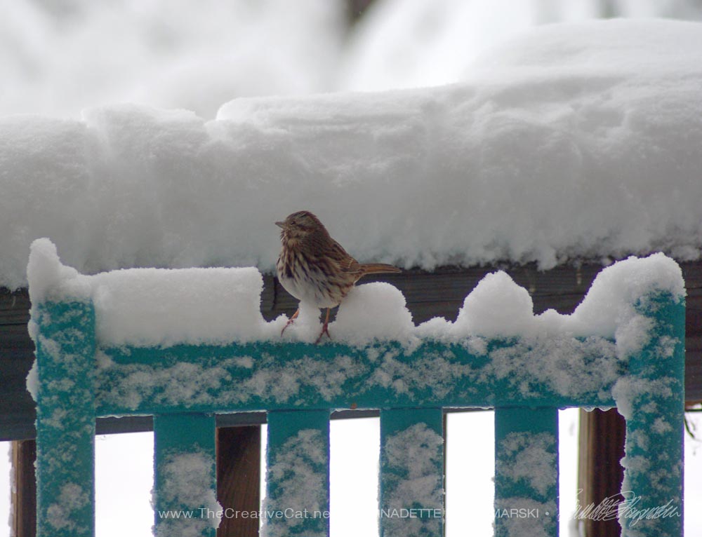 Song Sparrow looking for a place to perch.