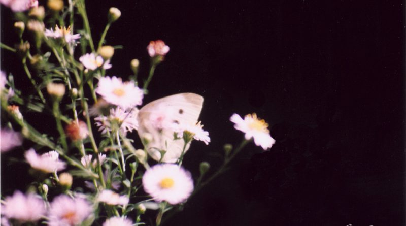 Asters and butterfly, in remembrance and love.