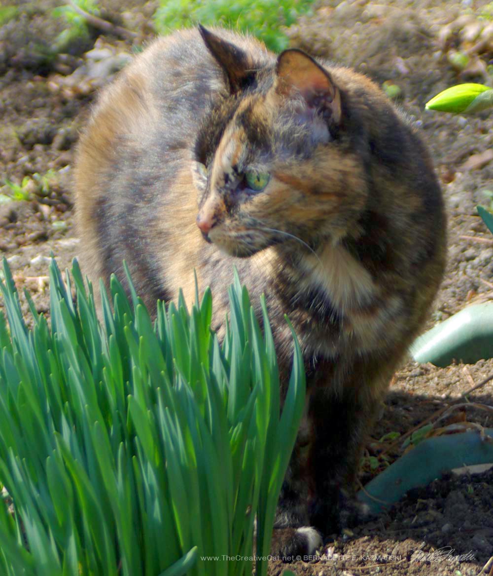 Cookie with the daffodils.