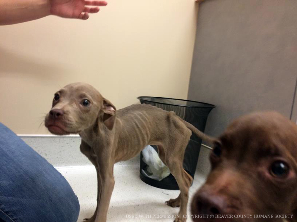 Emaciated pit bull puppy.