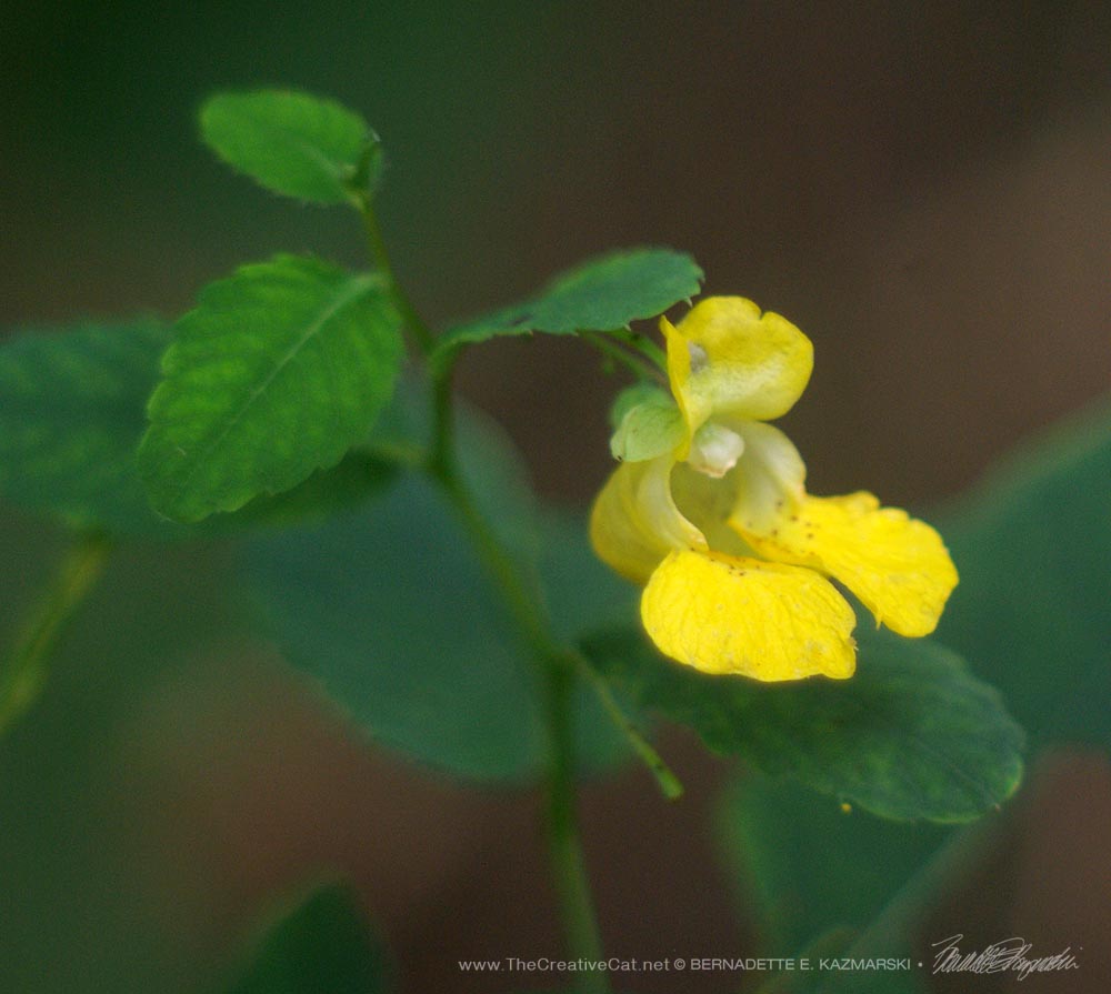 Jewelweed; they can also be orange.