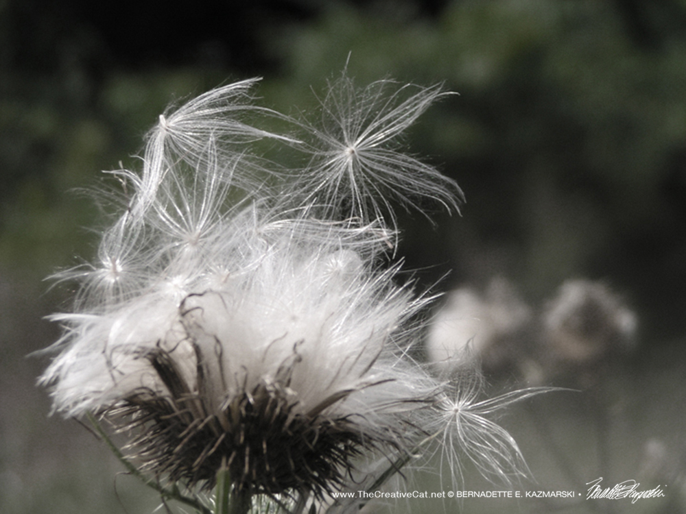 "Let Go", a photo of thistledown floating off in the wind.