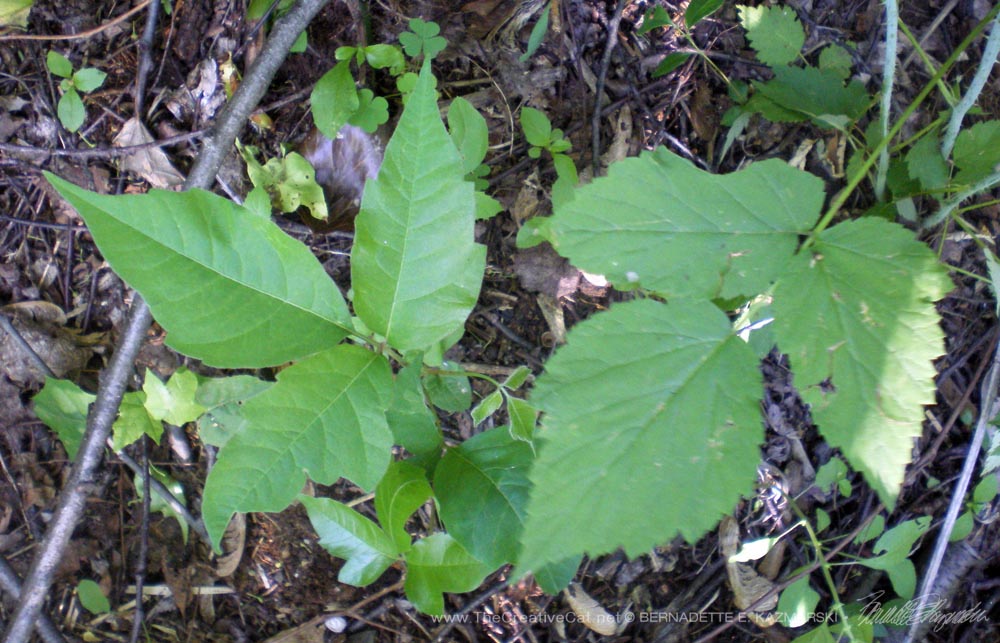 On the left, poison ivy, on the right, raspberry, sprouting together out in my back yard. Take a close look and compare the leaves.
