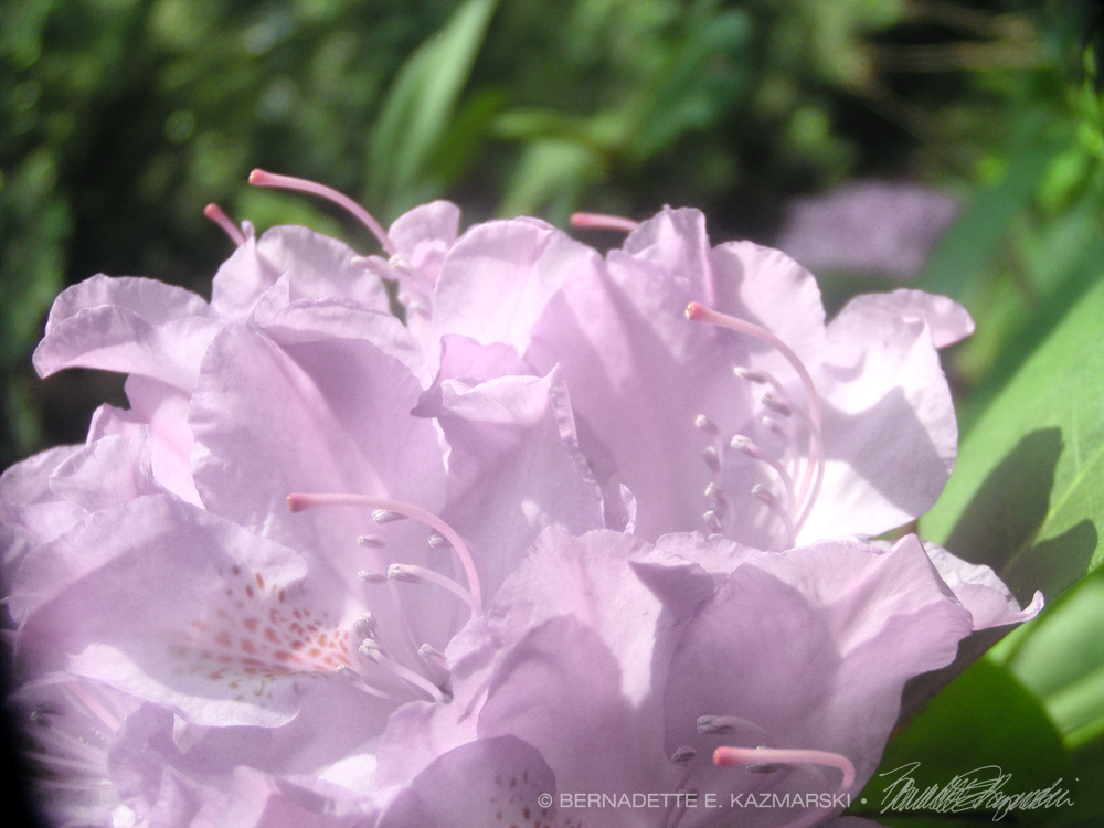 Pale pink rhododendron.