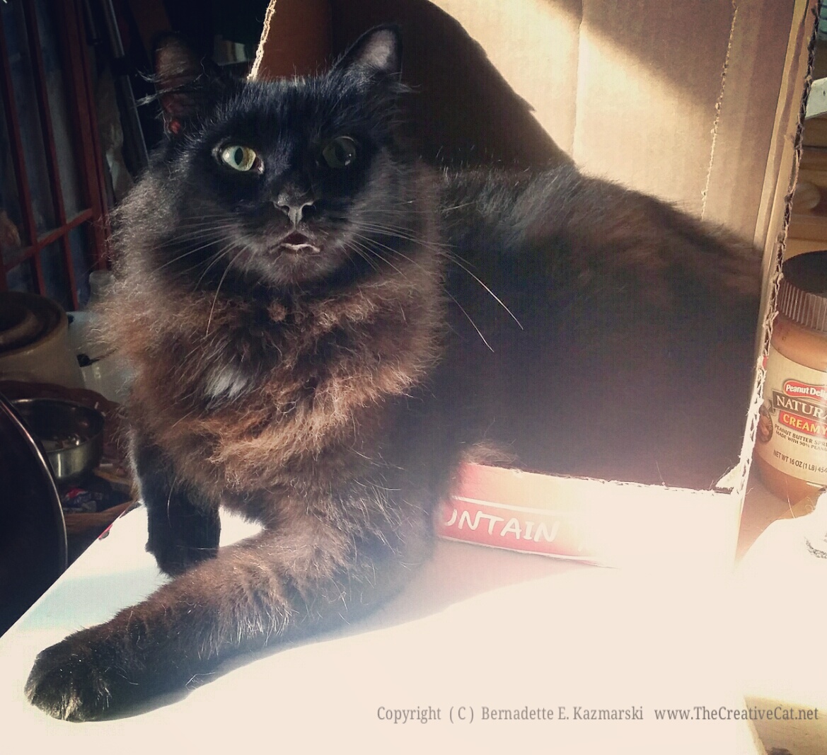 black cat in box